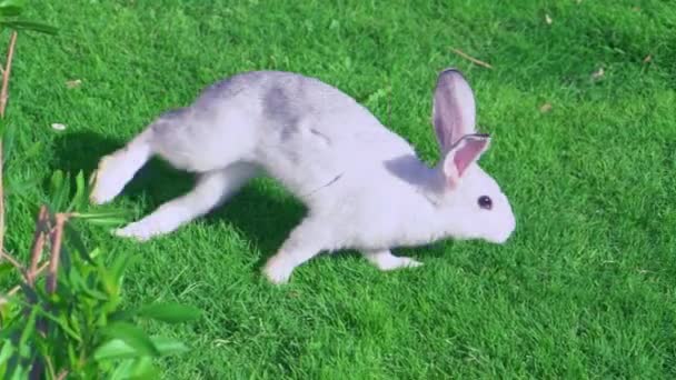 Заяц бегает по лужайке на открытом воздухе — стоковое видео