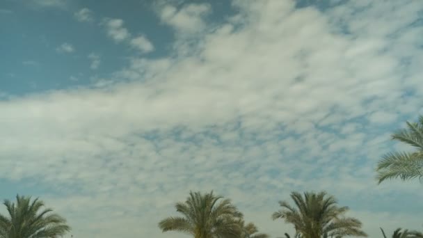 Palm Tree Sky Cloud Time Lapse — Stock Video