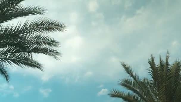 Palm Tree ουρανό σύννεφο Time Lapse — Αρχείο Βίντεο