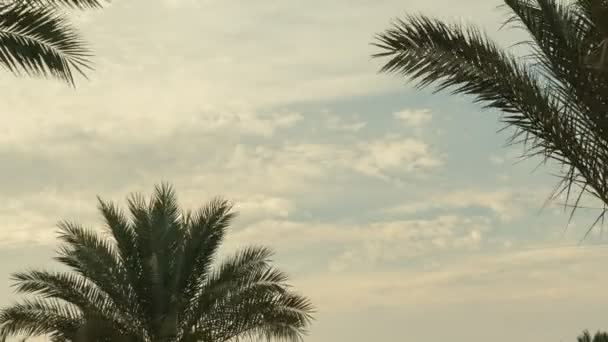 在早上的棕榈树天空云时间流逝 — 图库视频影像