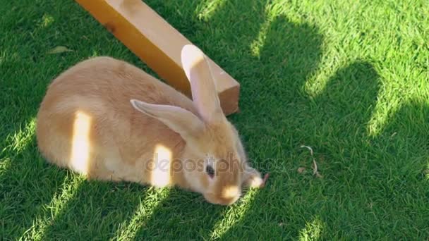 Conejo sentado en la hierba verde y comer . — Vídeos de Stock