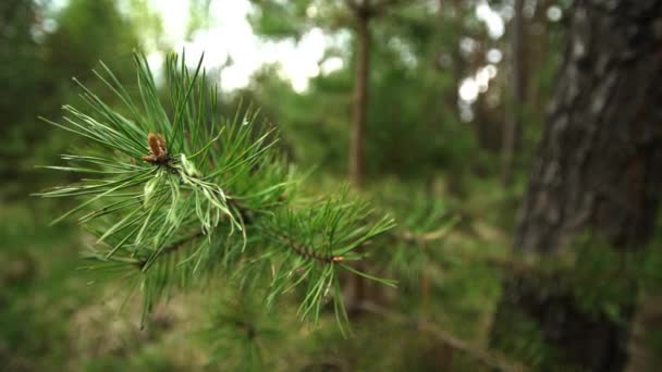 Macro uitzicht op deel van naaldboom in bos. — Stockvideo