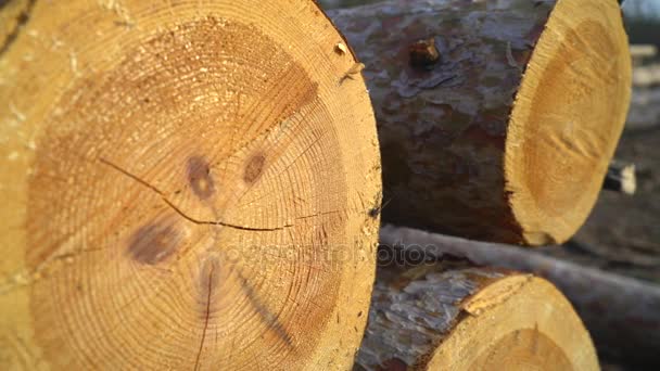 Logs árvores caídas jazem no chão um panorama suave — Vídeo de Stock