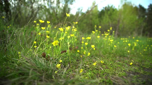 Flores amarillas a principios de primavera, primaveras. En el bosque en el césped crecen, el viento sopla, el sol brilla . — Vídeos de Stock