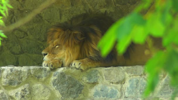 Portrait lion ouvrant et fermant les yeux. Roi des bêtes avec une belle crinière — Video