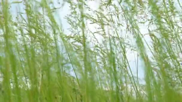 Bewegt die Kamera im grünen Gras auf einem Feld am Waldrand. — Stockvideo