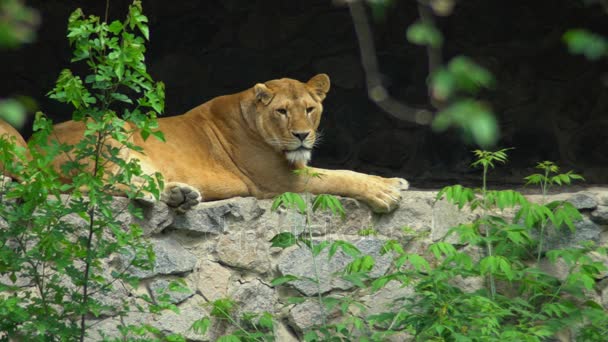 Leeuw ligt op de rotsen in de dierentuin. — Stockvideo