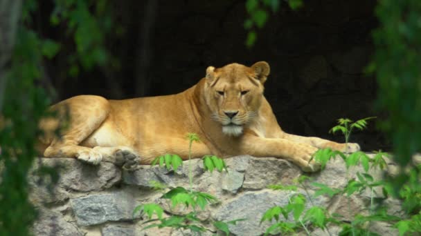 Θηλυκό λιοντάρι βρίσκεται πάνω στα βράχια — Αρχείο Βίντεο