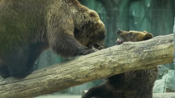 Two bears playing together outdoors. Playful animals in zoo. — Stock Video