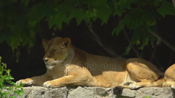 Lev v režimu spánku nebo odpočinku s zavřel oči na skalách v zoo. Užijte si stíny ze stromů. — Stock video