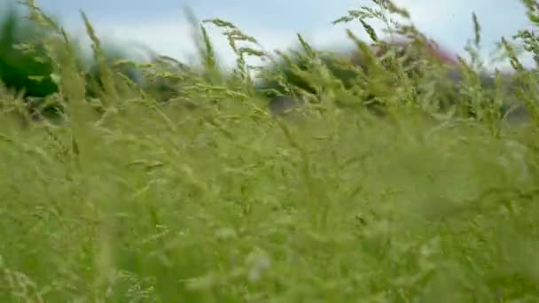 風吹く森のそばの芝生に空には暗雲 — ストック動画