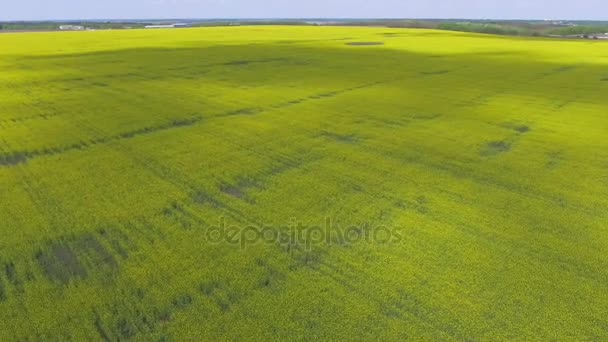 Rapeseed field top view — Stock Video
