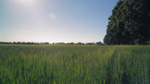 Femme au repos avec chien en été — Video