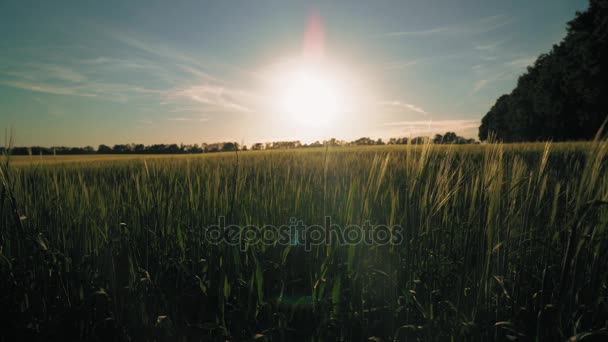 Sommerlandschaft auf landwirtschaftlichem Ertrag — Stockvideo