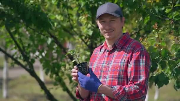 Hane med fröplanta poserar i solig dag. — Stockvideo