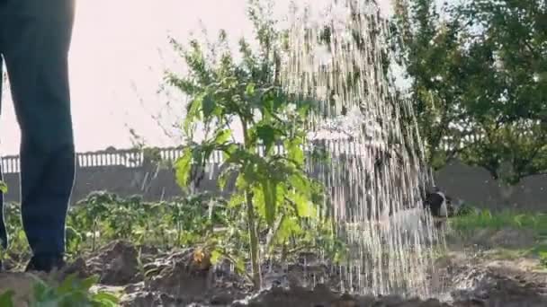 Détails de jardinage en été en plein air . — Video