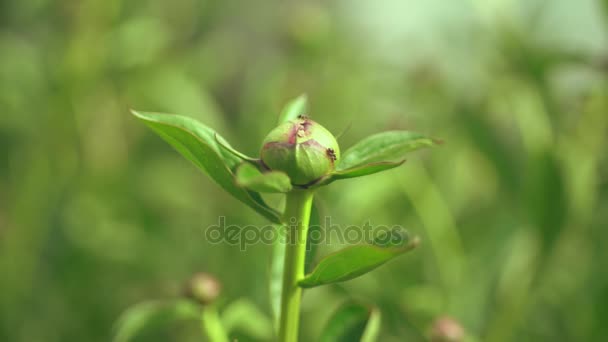 Early spring unopened peony bud. spring has come — Stock Video