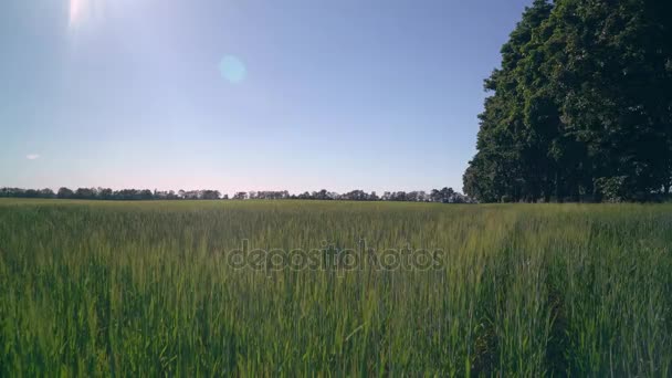 Caucasien heureux homme courir avec chien à l'extérieur . — Video