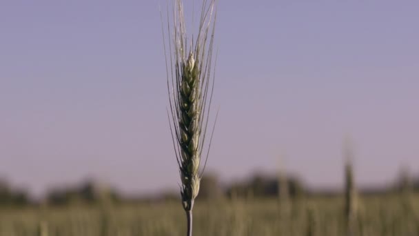Крупним планом колоски пшениці . — стокове відео
