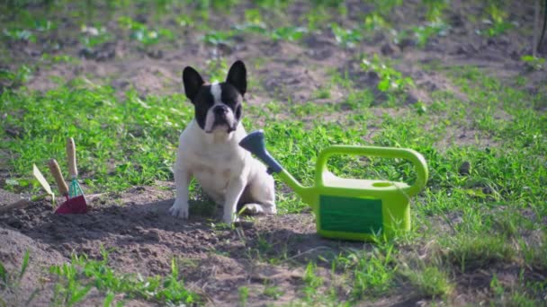 Cachorrinho posando ao ar livre . — Vídeo de Stock