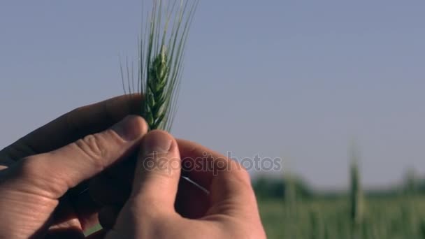 Agro cultuur closeup — Stockvideo