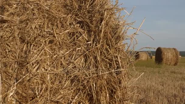 Agronómiai és a betakarítás koncepció. — Stock videók