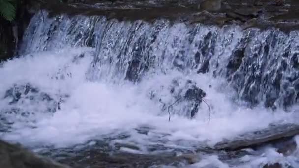 Increíble vista de la naturaleza. árboles verdes rodeados rápidos . — Vídeo de stock