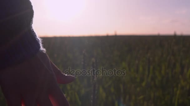 Mujer caminando por el prado al atardecer — Vídeos de Stock