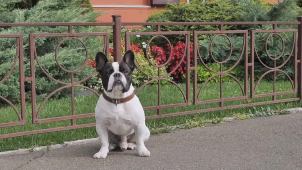 Adorável cachorrinho branco e preto cor ao ar livre — Vídeo de Stock