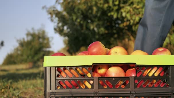 Obstbauer hautnah mit einer geernteten Ernte — Stockvideo