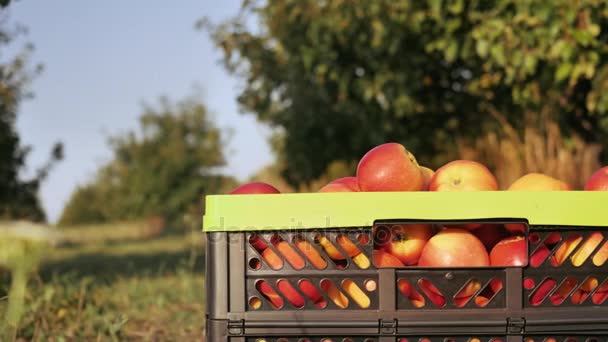 Orchardman fechar com uma colheita — Vídeo de Stock