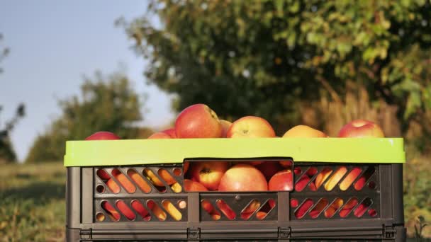 Closeup harvesting in orchard — Stock Video