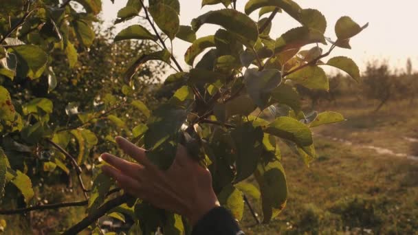Dettagli al rallentatore mani femminili che toccano foglie di melo . — Video Stock