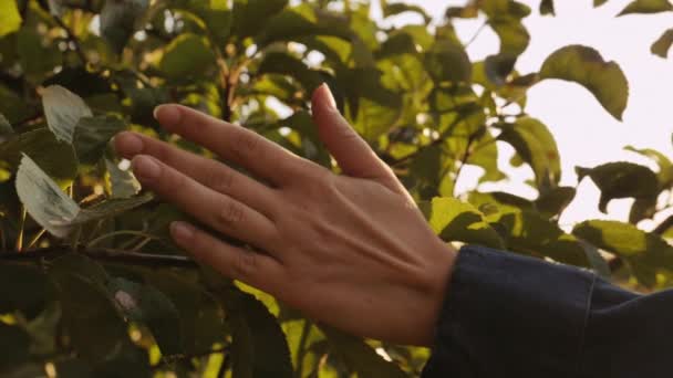 Obstgarten in der Sommersaison Sonnenstrahlen. Nahaufnahme — Stockvideo