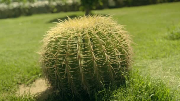 Enorme cactus enorme creciendo en el césped . — Vídeo de stock