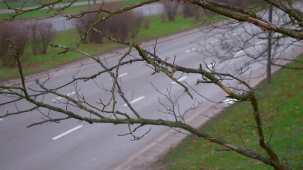 Ramo asciutto sullo sfondo della strada su cui stanno andando le auto. Nocciolamento . — Video Stock