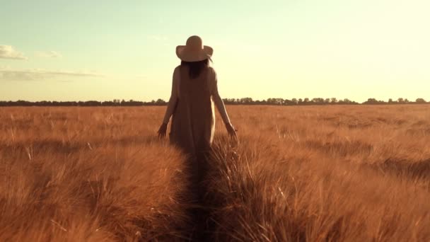 Toprak sahibi olgunlaşmış buğdayla tarlada yürüyor. — Stok video