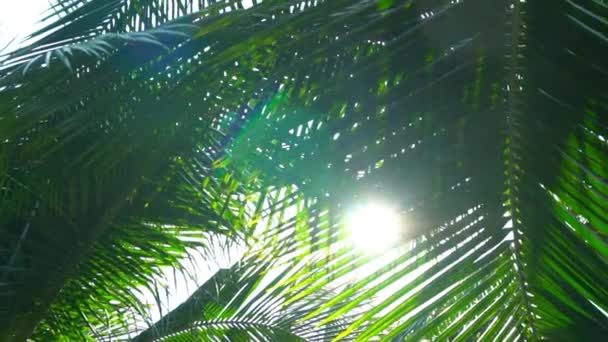 亚洲的夏日阳光 — 图库视频影像