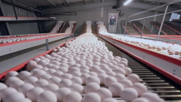 Chicken eggs move along the conveyor belt — Stock Video