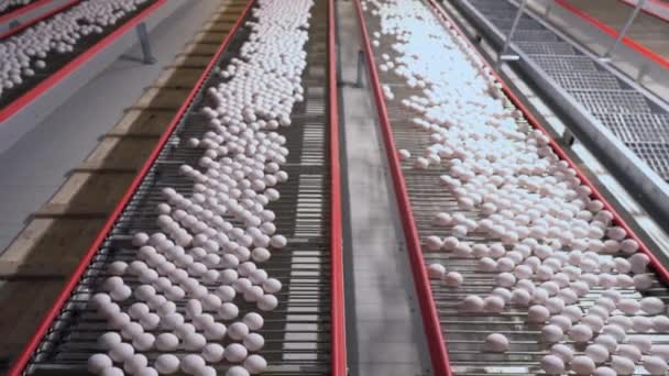 Eggs moving on conveyor chicken factor — Stock Video