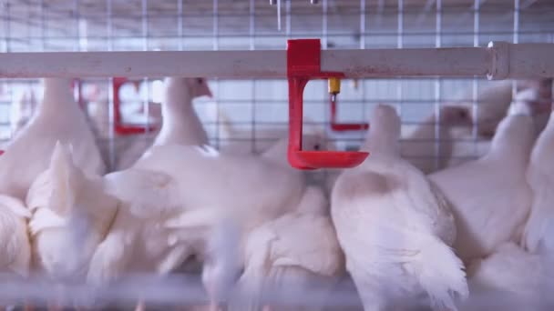 Kuřecí farmy interiér — Stock video