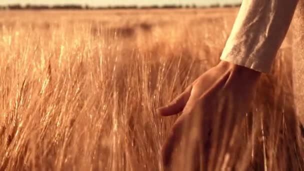 Detaljer bonde promenader på fältet höstsäsong — Stockvideo