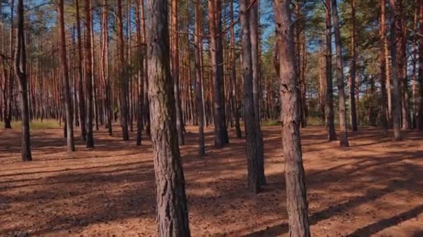 Dennenbomen op zonnige dag — Stockvideo