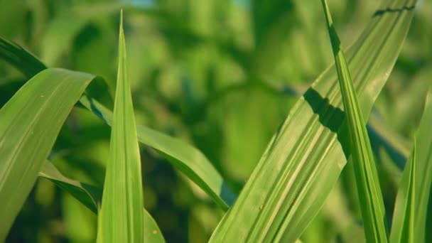 Detalles de cultivo de maíz en primavera — Vídeos de Stock