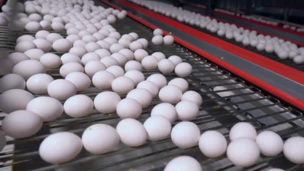 Producción granja avícola — Vídeo de stock