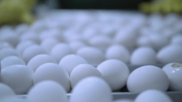 Produzione di uova b rotolo — Video Stock