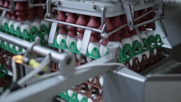 Fazenda de galinhas transportadoras de close-up — Vídeo de Stock