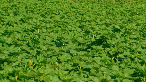 Champ agricole tournesol — Video