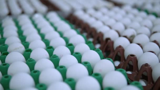 Cámara de movimiento a lo largo de huevos blancos en paquete — Vídeos de Stock