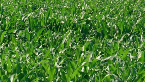 Powyżej widok zielone rośliny kukurydzy — Wideo stockowe